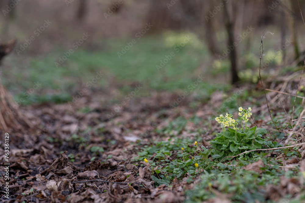 Poster Primrose with yellow flowers outdoors in nature.