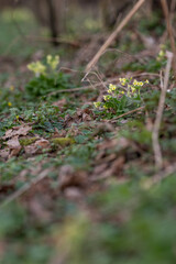 Primrose with yellow flowers outdoors in nature.