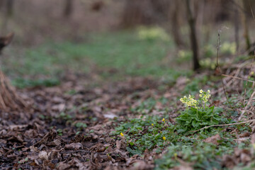 Primrose with yellow flowers outdoors in nature.