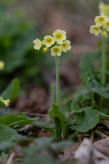 Primrose with yellow flowers outdoors in nature.