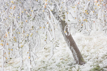 vereister Apfelbaum im Wechselgebiet, Niederösterreich, Österreich
