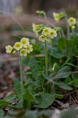 Primrose with yellow flowers outdoors in nature.