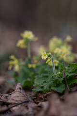 Primrose with yellow flowers outdoors in nature.