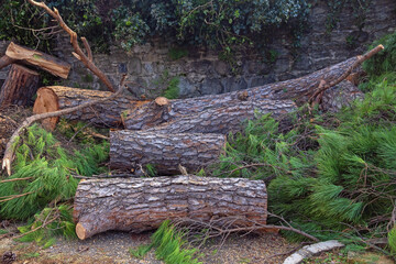 Freshly cut pine tree trunk  on courtyard