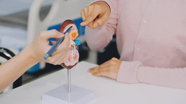 Gastroenterologist doctor explaining liver and gallbladder problems using anatomical model to patient during clinic visit. Treatment of gallbladder and liver diseases