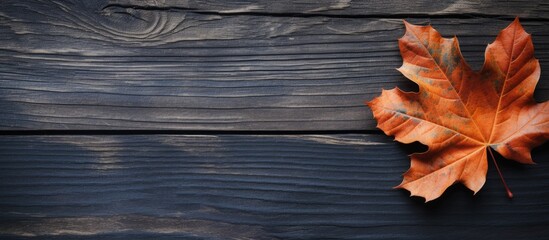 Naklejka na ściany i meble A single leaf on a wooden surface