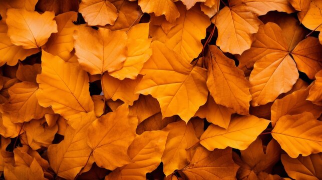 Background group autumn orange leaves 