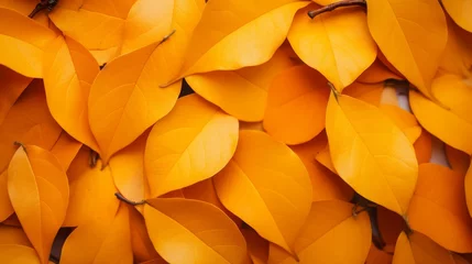 Foto op Plexiglas Background group autumn orange leaves  © Media Srock