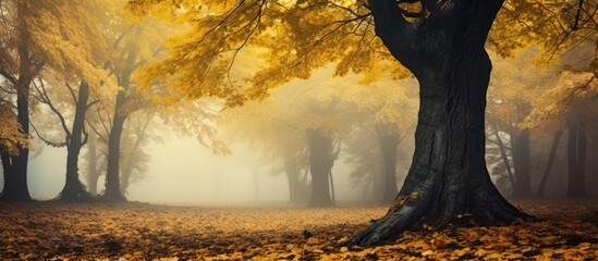 Foggy forest with trees shedding yellow leaves - obrazy, fototapety, plakaty