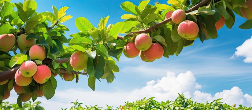 Many apples on tree in field, guava tree fruiting