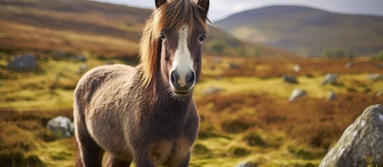 A horse standing in green pasture, Dartmoor pony gazes at camera