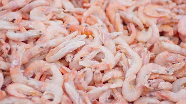 Shrimp are spread out for inspection and packaging, ensuring quality control and preparation for distribution.