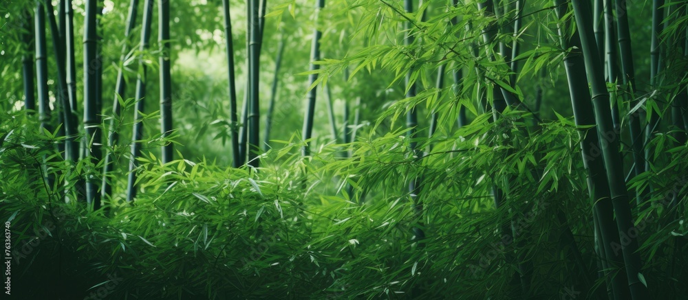 Poster a bamboo tree in a lush forest setting