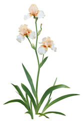 ジャーマンアイリス　5月撮影