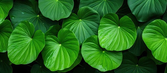 A bunch of fresh green leaves on a plant