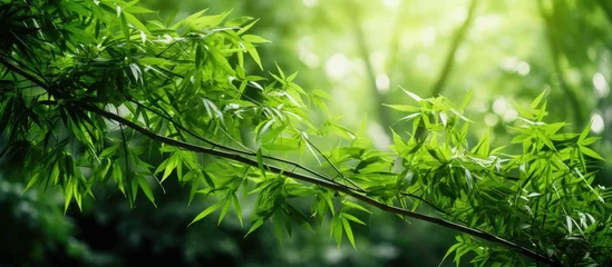 Fototapeten A branch of a tree with lush green leaves © vxnaghiyev