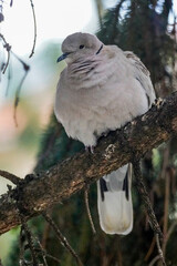 Sleepy pigeon in a tree