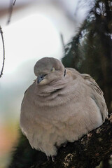 Sleepy pigeon in a tree