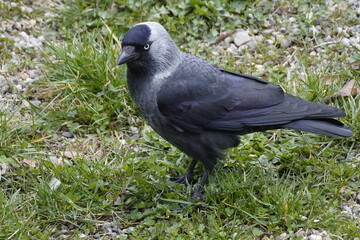 Black crow searching for food in the grass