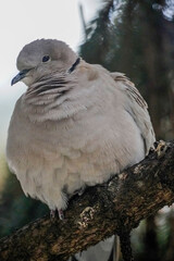 Sleepy pigeon in a tree