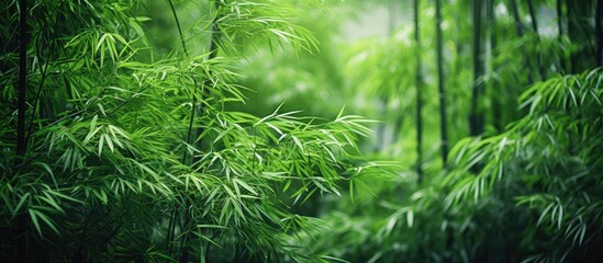 Close up of green bamboo tree in forest