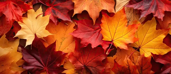Fensteraufkleber Autumn leaves on the ground © vxnaghiyev