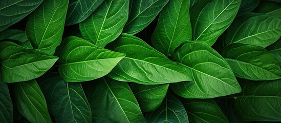 Close-up of lush green foliage with abstract leaf texture background