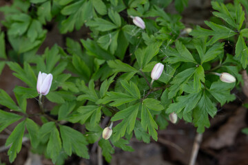 White anemone flower hunting outdoors in nature.
