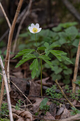 White anemone flower hunting outdoors in nature.
