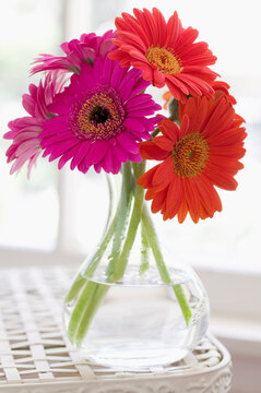 Gerbera Daisies in Vase