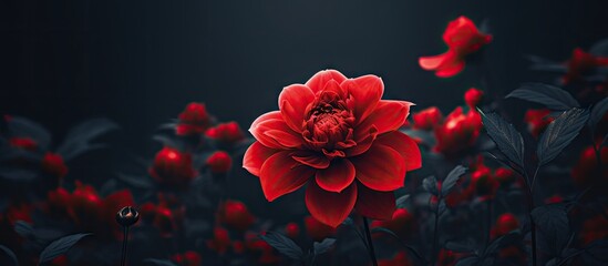 A red flower against a dark backdrop - obrazy, fototapety, plakaty