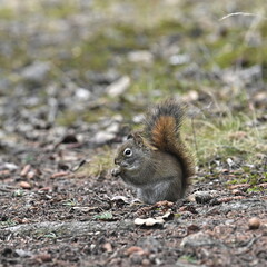 Red squirrel in the forest