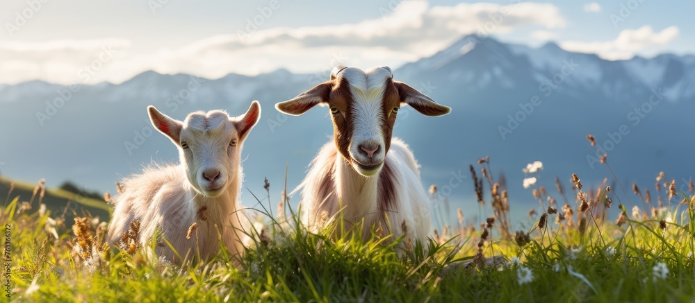 Poster Two goats in a field with mountains in the background
