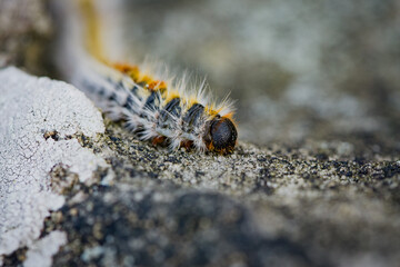 View on processionary caterpillar in the forest of Fontainebleau