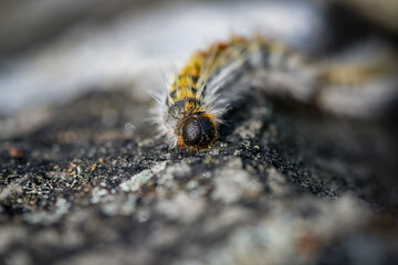 View on processionary caterpillar in the forest of Fontainebleau