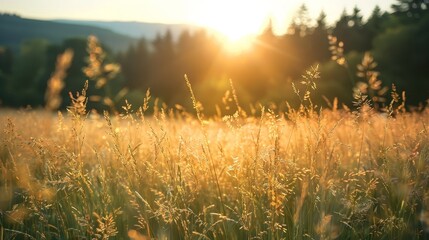 Fototapeta premium Beautiful panoramic background of grasses on a field