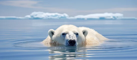 Rolgordijnen A polar bear swimming in the ocean close up on a melting ice floe © vxnaghiyev