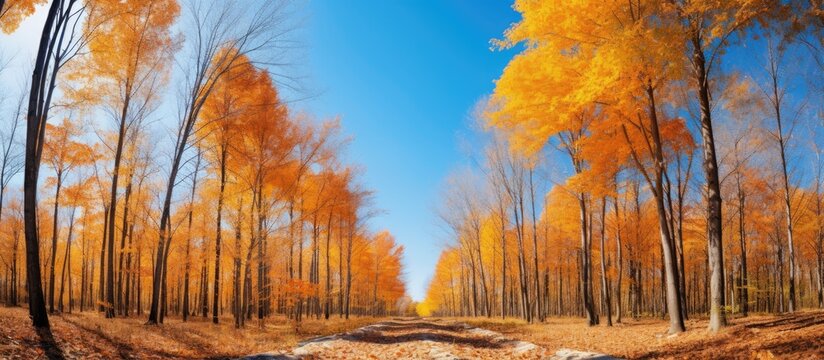 A serene pathway in the woods with golden autumn leaves