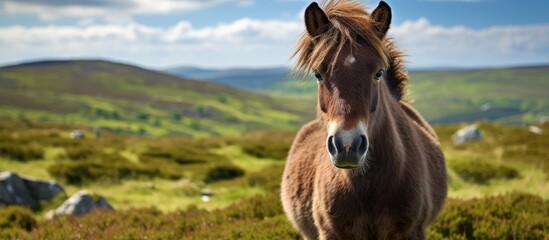 A horse standing in grass - obrazy, fototapety, plakaty