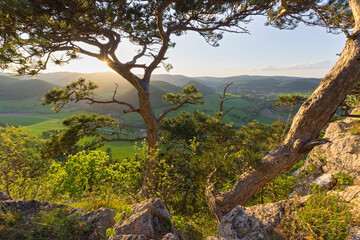 Obraz premium Blick von der Bischofsmütze, Kiefer, Mayerling, Baden bei Wien, Niederösterreich, Österreich