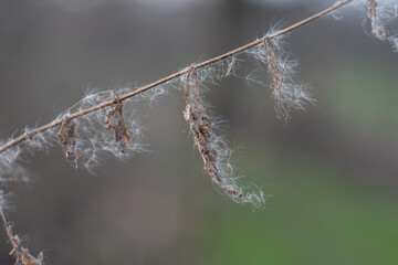 Reed seeds attached to a twig.