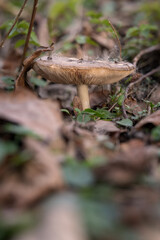 Mushroom inedible outside in leaves.