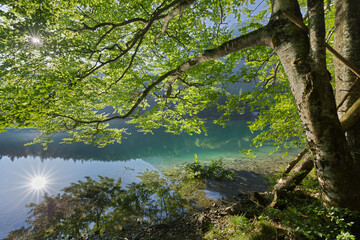 Buche am Ufer, Hinterer Langbathsee, Höllengebirge, Salzkammergut, Oberösterreich, Österreich