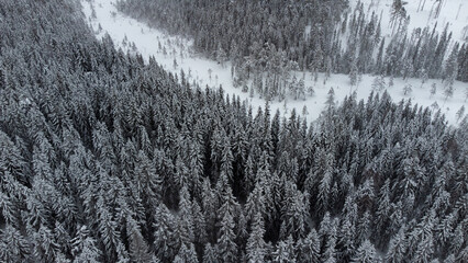 winter forest 