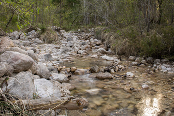 stream in the woods