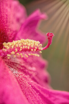 Rose Mallow Hibiscus 'Sweet Caroline' (Malvaceae sp.) in a botanical garden; Bronx, New York, United States of America