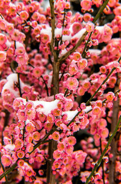 Snow-covered Japanese Apricot (Prunus mume) 'Peggy Clarke'; Bronx, New York, United States of America