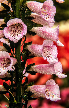 Close-up of pink Foxglove (Digitalis) in bloom; Bronx, New York, United States of America