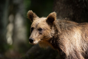 Fototapeta premium OURS DE SLOVENIE