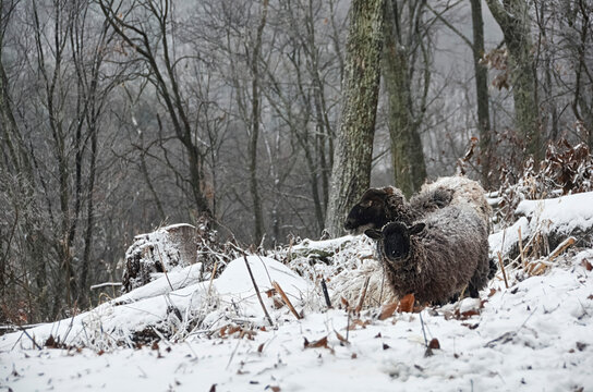 Mixed Soay sheep ram (Ovis aries) and it's offspring in the snow